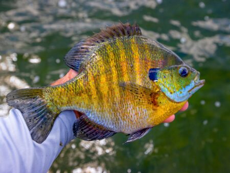 Person holding a colorful bluegill sunfish with vibrant yellow and blue markings.
