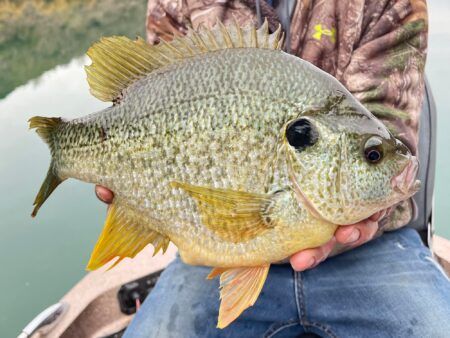 Angler holding a large bluegill sunfish caught while fishing on a lake.