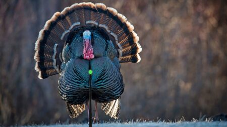 Male wild turkey displaying full tail fan plumage in courtship strut outdoors