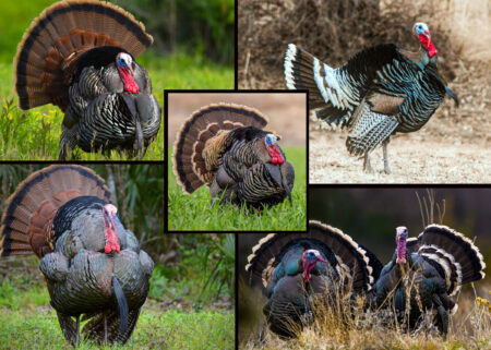 The 5 Wild Turkey Subspecies and Where To Hunt Them Male wild turkeys displaying full tail feathers in strutting courtship behavior outdoors