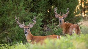 Are You Scouting for This Fall’s Buck Yet? You Should Be Two white-tailed bucks with velvet antlers standing alert in forest undergrowth.