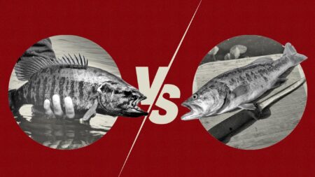 Two fish compared side by side in black and white versus graphic