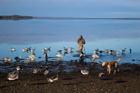 Hunter in camouflage wading among duck decoys with retriever dog on shoreline.