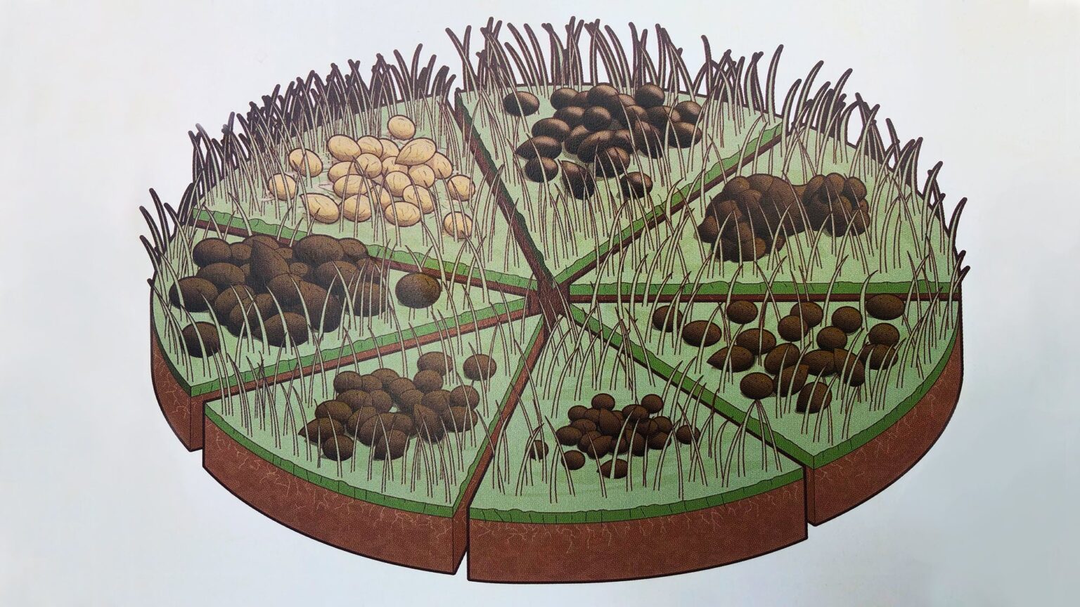 What Does Deer Poop Look Like?