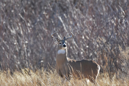 Male white-tailed buck deer standing alert in dry winter grassland habitat.