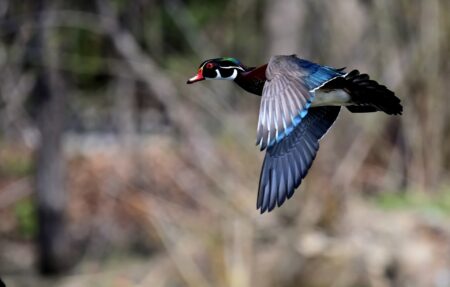 Fowl Play: Shooting Tips for the Quick, Tricky Wood Duck
