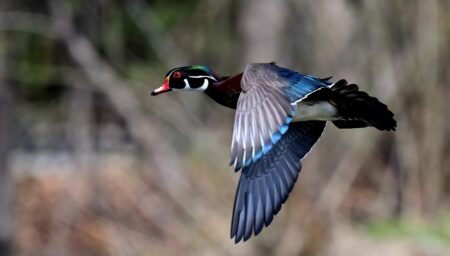 6 Ways to Bag More Ducks and Geese with Only a Handful of Decoys Male wood duck in flight displaying colorful plumage against blurred forest background