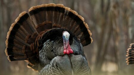 How to Hunt the Best Day of the Strut No. 5: April 30 Male wild turkey displaying full tail feather fan in woodland setting