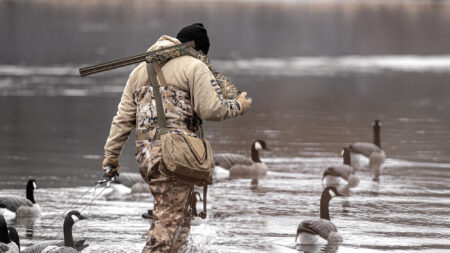 Hunter in camouflage wading through water with shotgun surrounded by Canada geese