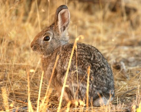 Ask Phil: What’s the Best Gauge and Shotgun Ammunition for Minimizing Meat Damage on Small Game
