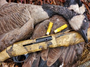 The Best 20-Gauge Shotguns for Waterfowl Hunters Benelli shotgun with bismuth shells resting on harvested Canada geese during waterfowl hunt