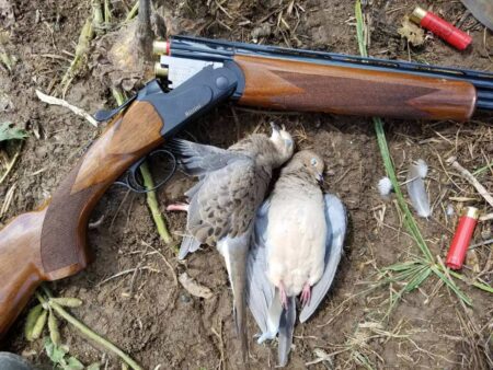 10 Traits of a Perfect Dove Gun Two harvested mourning doves beside a Rizzini over-under shotgun and spent shells.