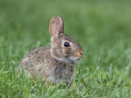 Young wild cottontail rabbit sitting alert in green grass outdoors
