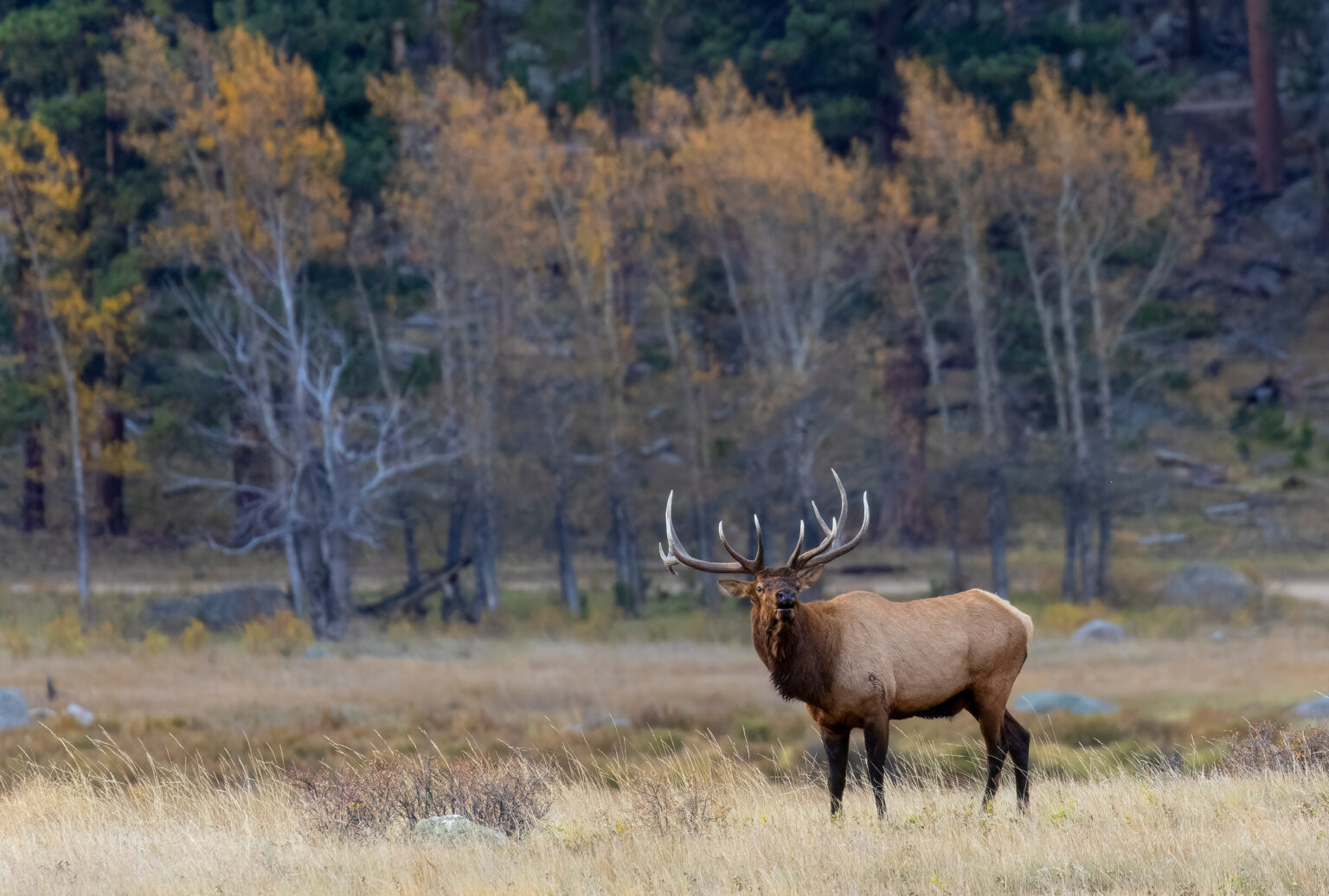Colorado Rejects Bill That Would Have Removed Hunting and Fishing as Mandates for Wildlife Management