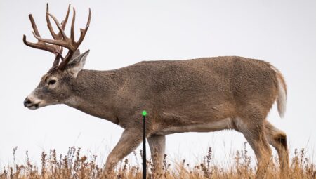 Don’t Tell Me to Shoot Behind the Shoulder! Large whitetail buck with impressive antlers walking through dry grassland field.