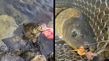 The Cicada Report: Smallmouth Bass and Carp are Gorging on Brood XIII Bugs in Northern Illinois Two caught fish being held, one smallmouth bass and one carp in a net.