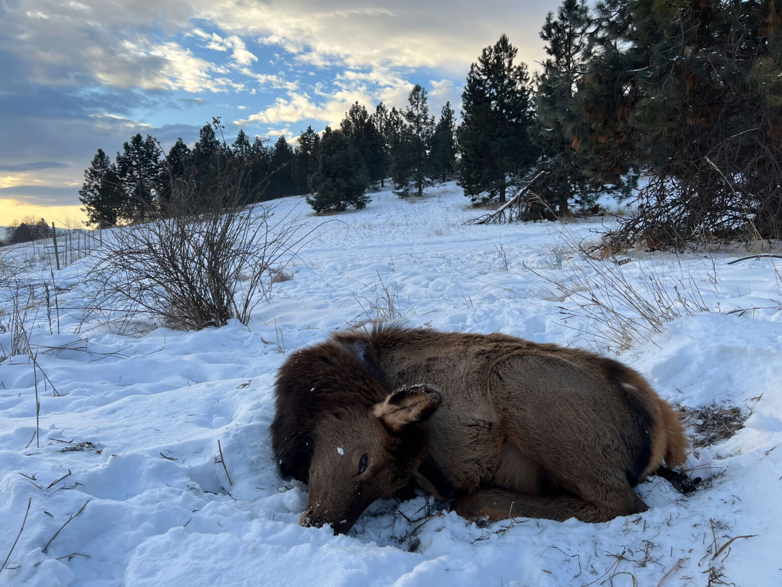 Multiple Elk Die After Eating Poisonous Yard Plants in Montana