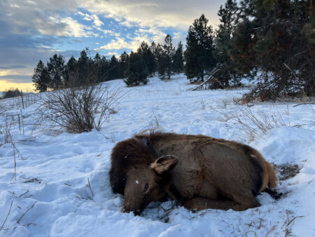 Multiple Elk Die After Eating Poisonous Yard Plants in Montana Young elk calf resting in snow surrounded by pine trees at dusk