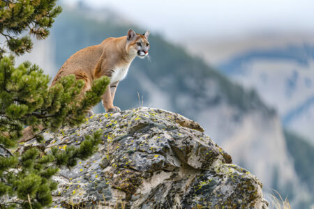 Mountain lion standing on rocky cliff overlooking misty mountain landscape wilderness