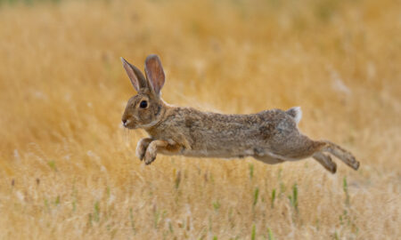 A wild cottontail rabbit leaping mid-air over a dry golden grass field.