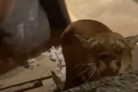 Watch: Video Shows Mountain Lion with House Cat in its Mouth Pounding on Cabin Window