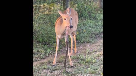 Young white-tailed deer standing near a wire fence on green grass.