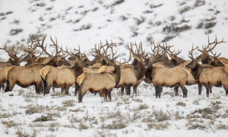 Wyoming Rejects Senate Bill That Would Allow Large Landowners to Sell Big Game Hunting Tags for Profit
