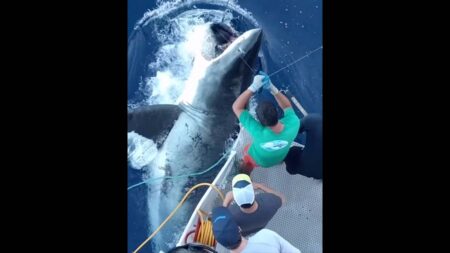 Researchers tagging a large great white shark alongside a research vessel at sea