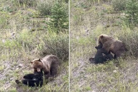 Watch a Grizzly Bear Maul a Black Bear in Canada
