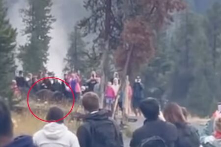 Watch: Tourists Swarm Grizzly Bear with Two Cubs in Yellowstone National Park