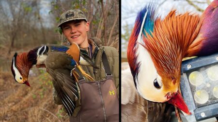 Clemson University Student Takes Stunning Mandarin Duck on Public Land Young hunter holds a colorful mandarin duck with detailed close-up of its plumage.