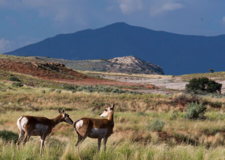 Two pronghorn antelope grazing in open grassland with mountain backdrop