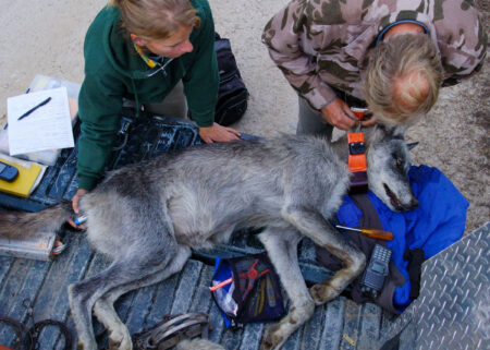 Two wildlife researchers fitting a tracking collar on a sedated gray wolf outdoors.