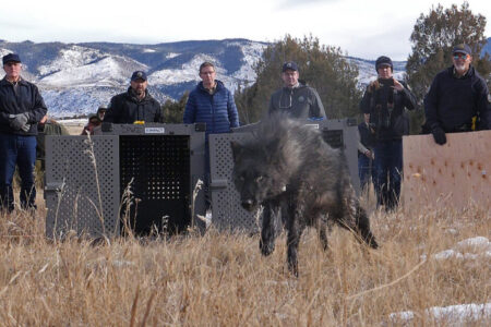 Gray wolf released from transport crate by wildlife officials in snowy mountain landscape.