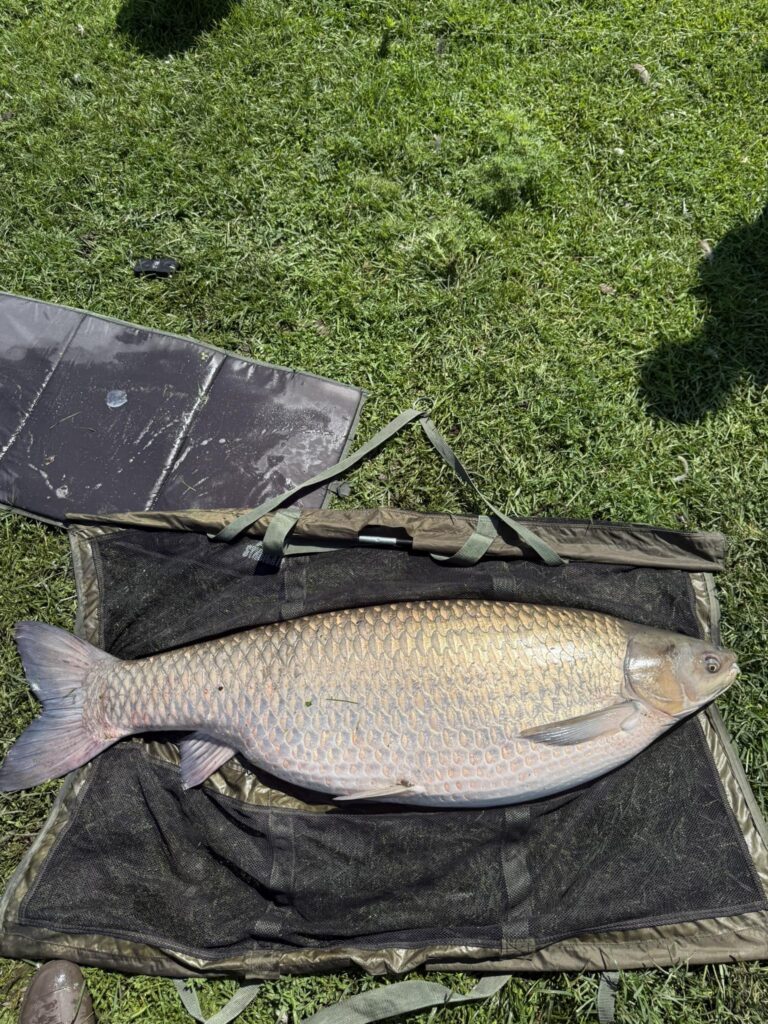 An Iowa angler's world-record grass carp.