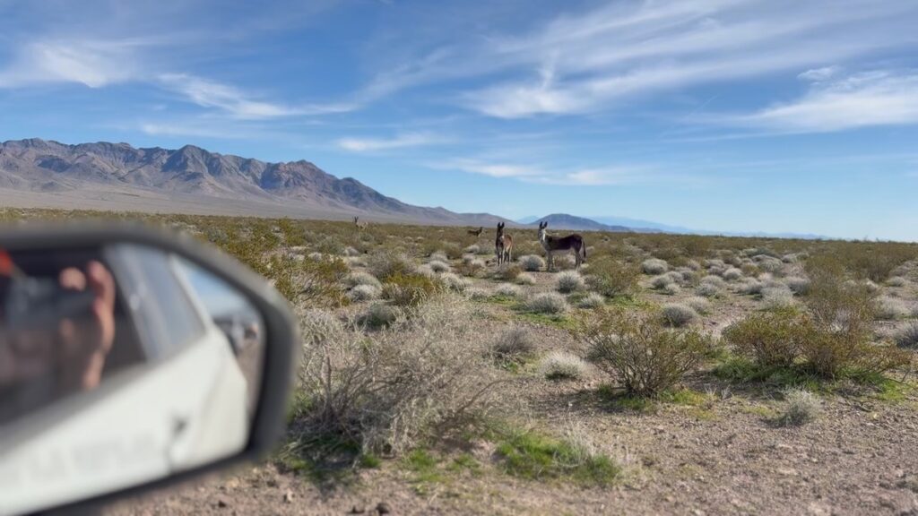 wildlife in the desert looks on at a car as a person takes a photo