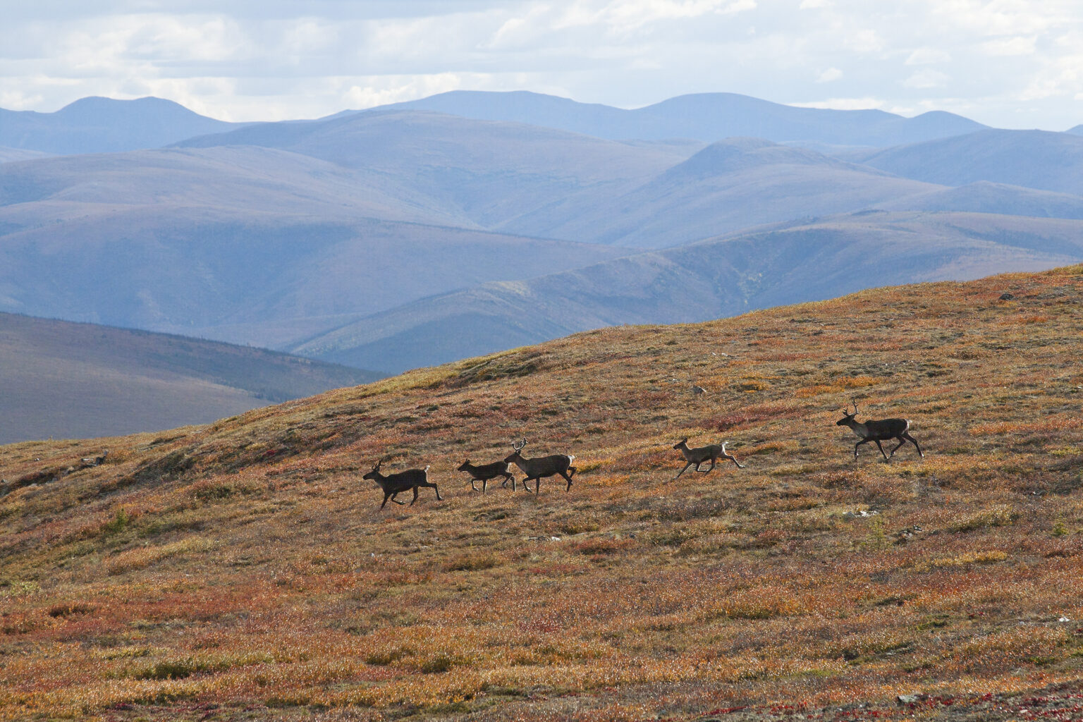 Caribou migrate across public land in Alaska.