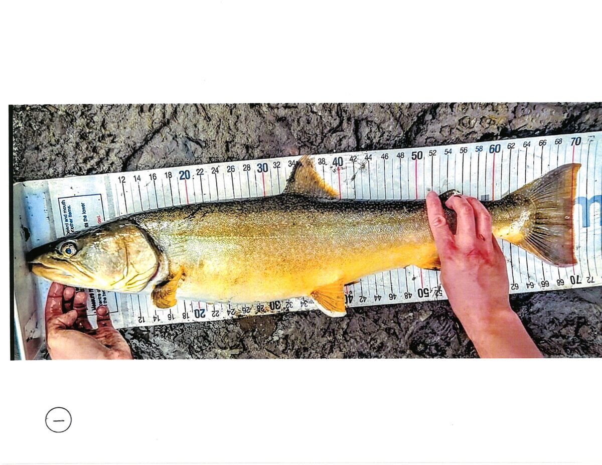 Angler Sets Two Bull Trout Records in One Week in the Canada