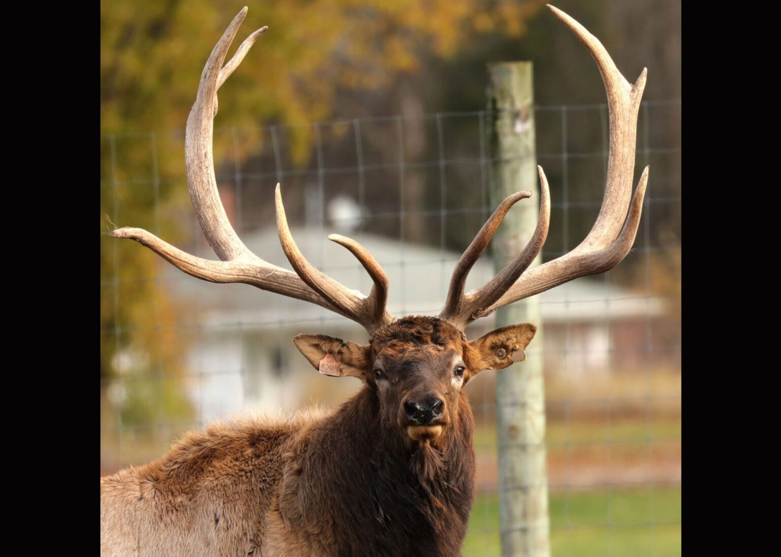 A domestic elk next to a fencing enclosure.