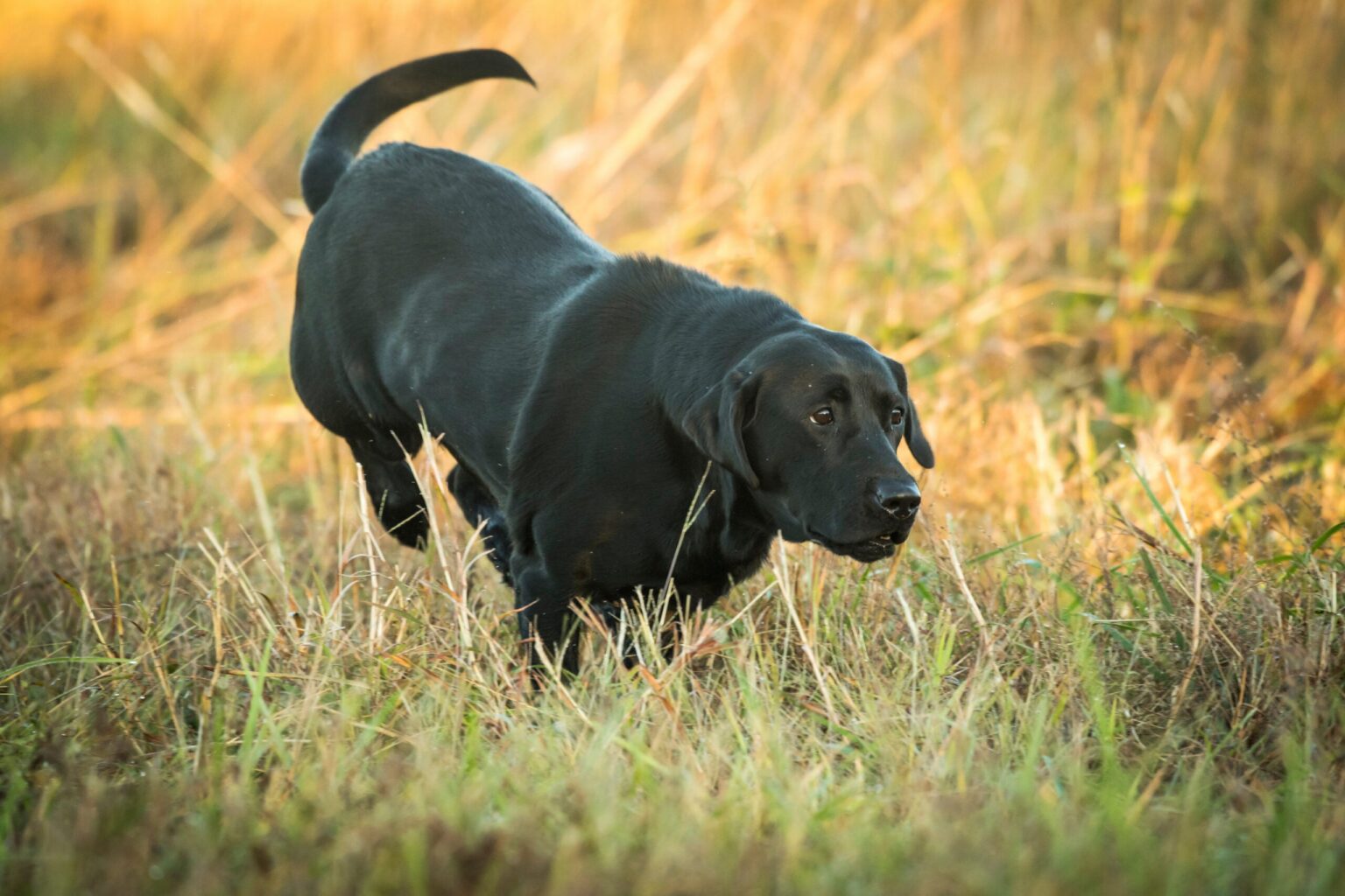 Dog Nutrition Tips on the Country Outdoors Podcast photo of a Labrador retriever hunting the uplands
