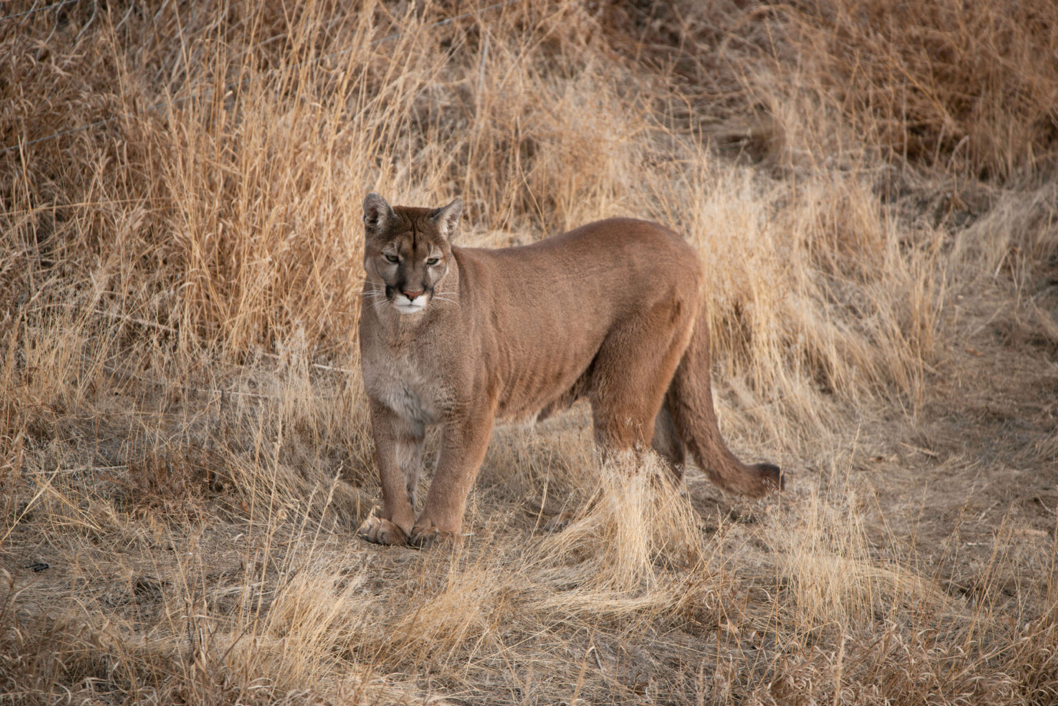 A large male mountain lion walks through a clearing.