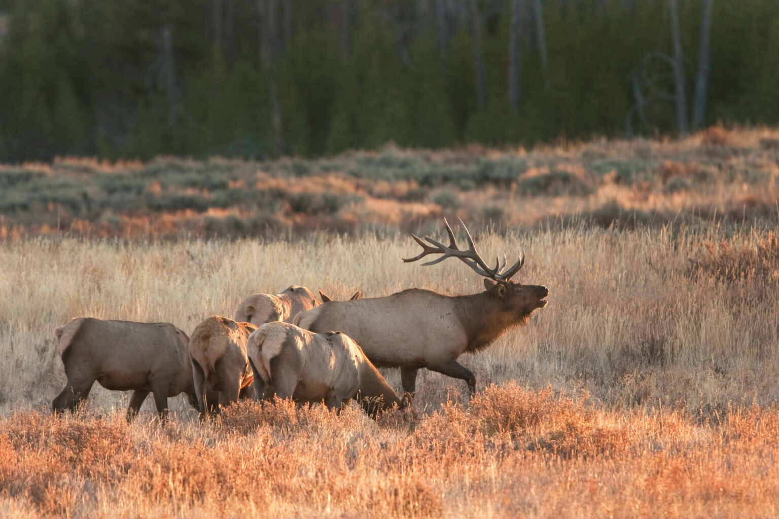 An elk herd in a Wyoming meadow.