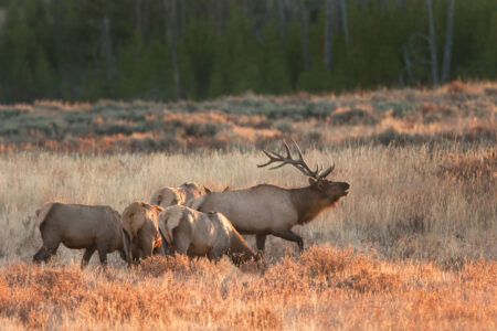 Wyoming Bill Could Privatize the State’s Big Game Animals An elk herd in a Wyoming meadow.