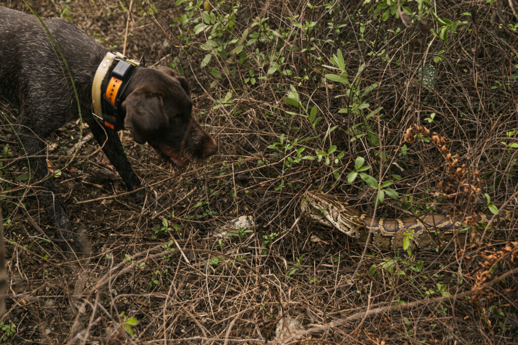 A brown dog approaches a python in florida