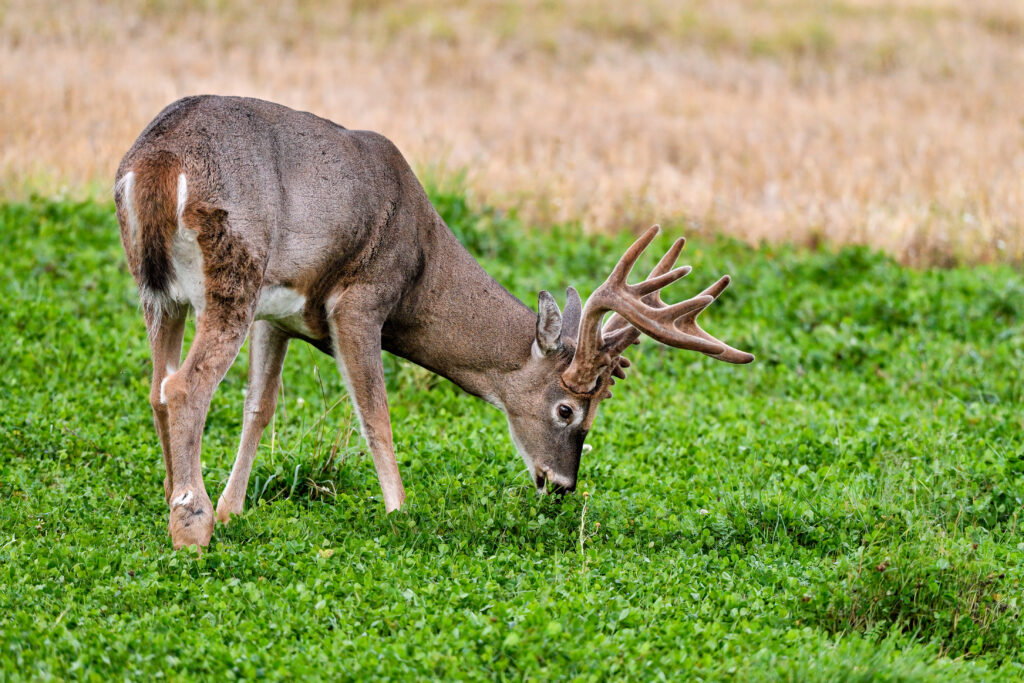 A whitetail buck feeding in a green food plot.