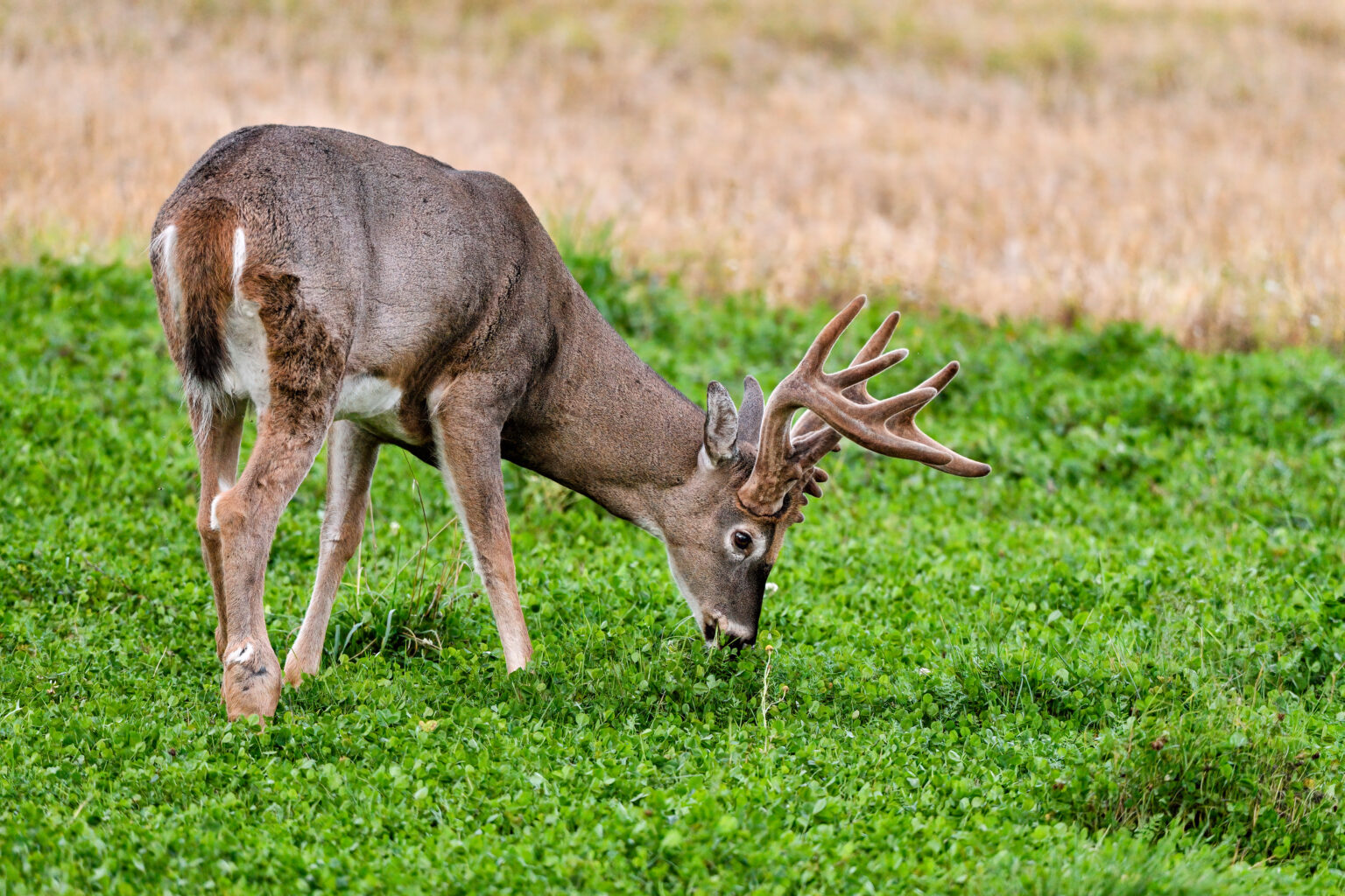 A whitetail buck feeding in a green food plot.