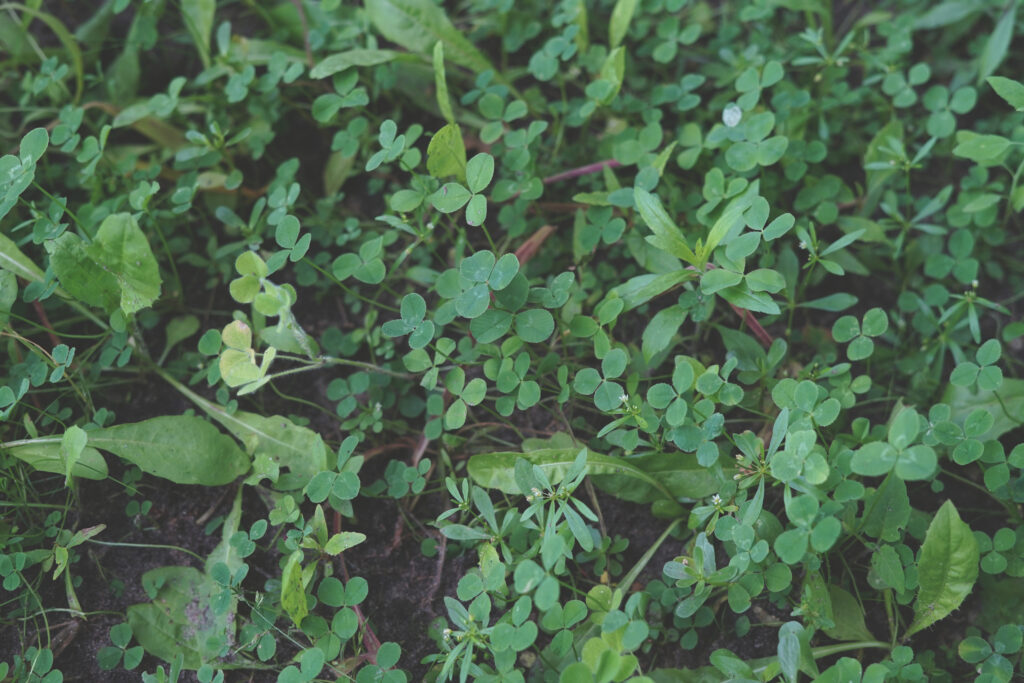 Clover growing in a food plot.