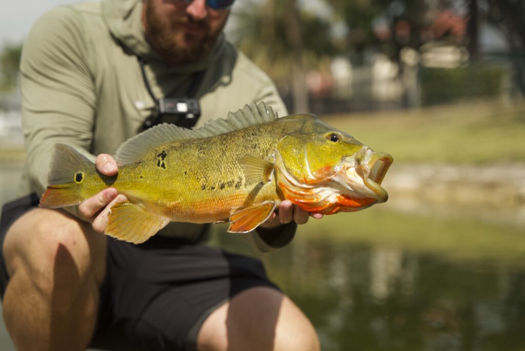 A fisherman holds a peacock bass