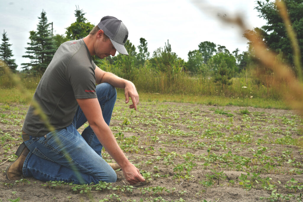 A man inspects a food plot.
