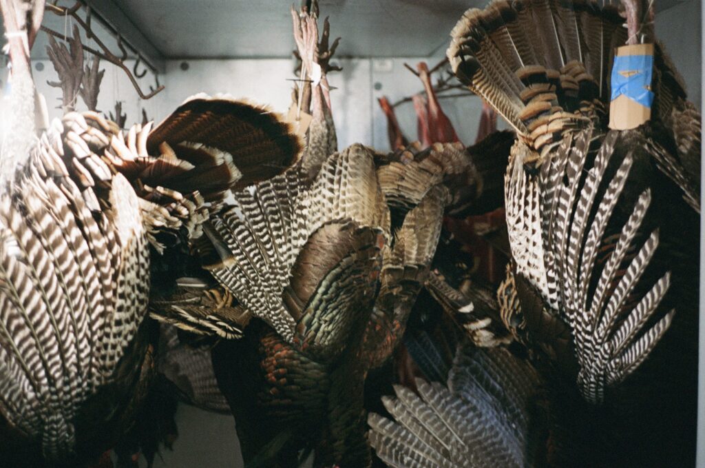 Several dead turkeys hang by their feet in a small room.